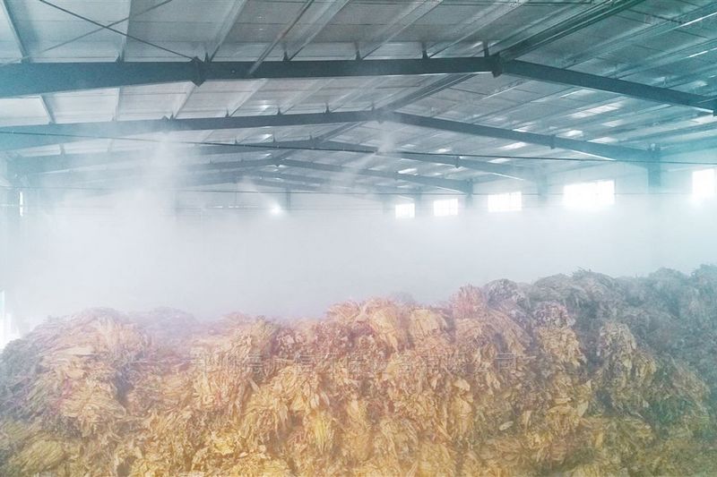 提升烟叶加工质量，高效回潮很重要
