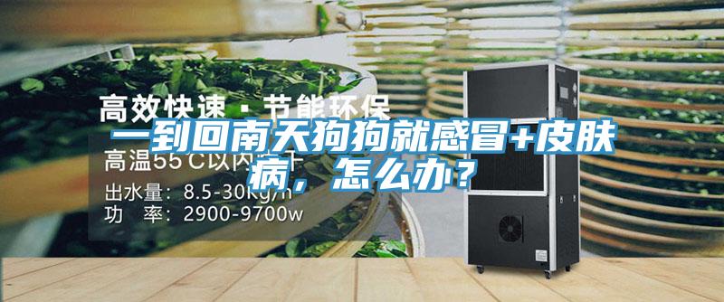 一到回南天狗狗就感冒+皮肤病，怎么办？
