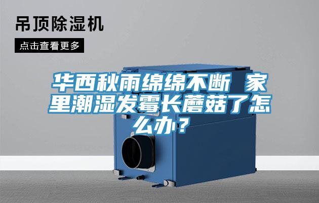 华西秋雨绵绵不断 家里潮湿发霉长蘑菇了怎么办？