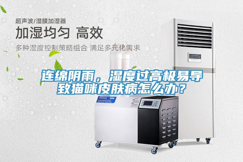 连绵阴雨，湿度过高极易导致猫咪皮肤病怎么办？