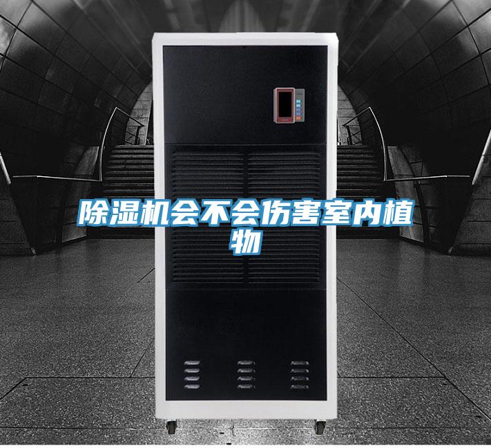 粉色应用黄色软件会不会伤害室内植物