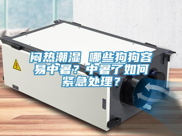 闷热潮湿 哪些狗狗容易中暑？中暑了如何紧急处理？