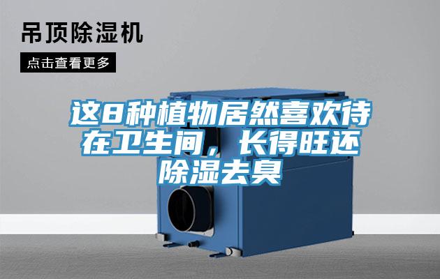 这8种植物居然喜欢待在卫生间，长得旺还除湿去臭